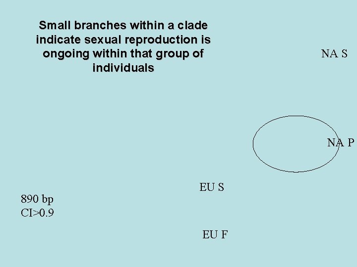 Small branches within a clade indicate sexual reproduction is ongoing within that group of