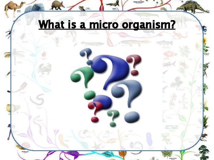 What is a micro organism? 