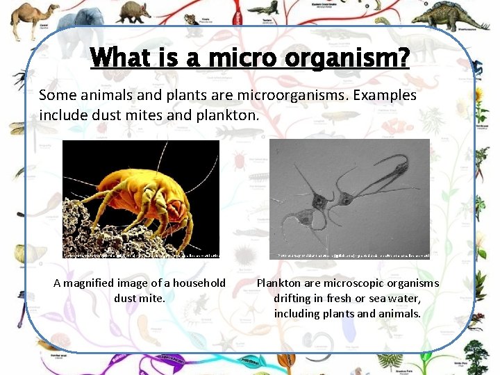 What is a micro organism? Some animals and plants are microorganisms. Examples include dust