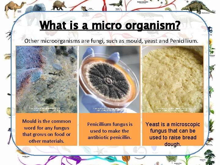 What is a micro organism? Other microorganisms are fungi, such as mould, yeast and