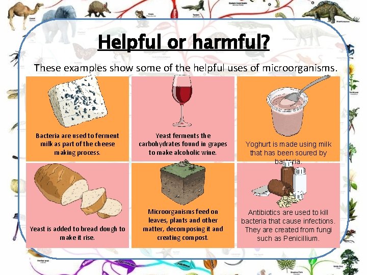 Helpful or harmful? These examples show some of the helpful uses of microorganisms. Bacteria