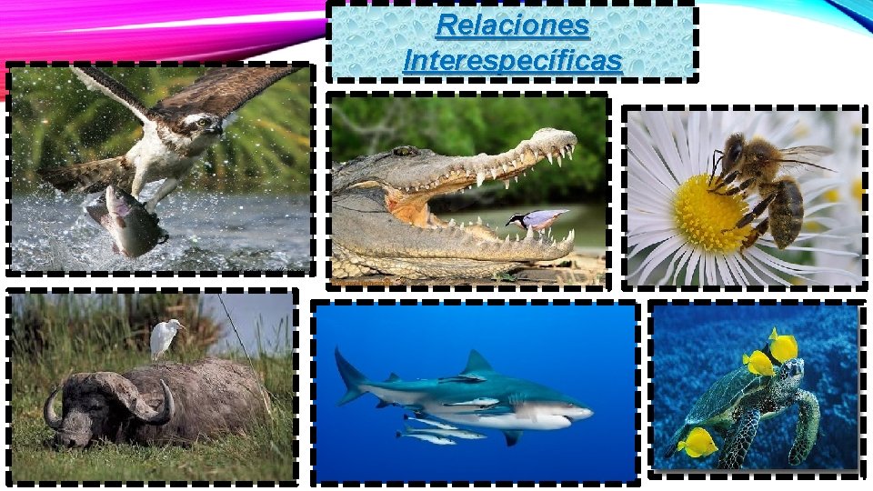 Relaciones Interespecíficas Relaciones Interespecíficas