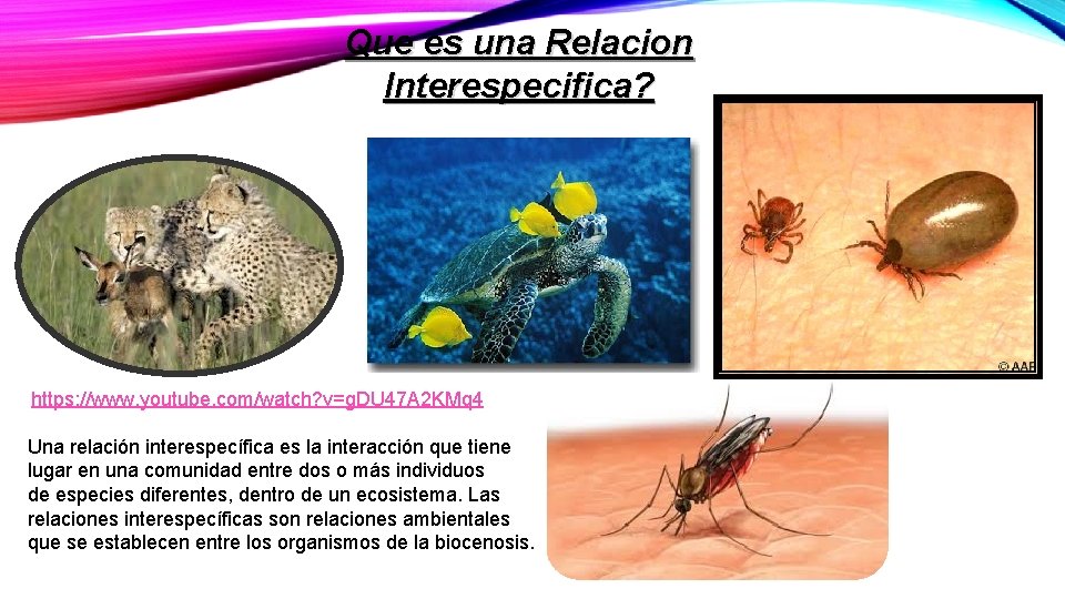 Que es una Relacion Interespecifica? https: //www. youtube. com/watch? v=g. DU 47 A 2 Que es una Relacion Interespecifica? https: //www. youtube. com/watch? v=g. DU 47 A 2