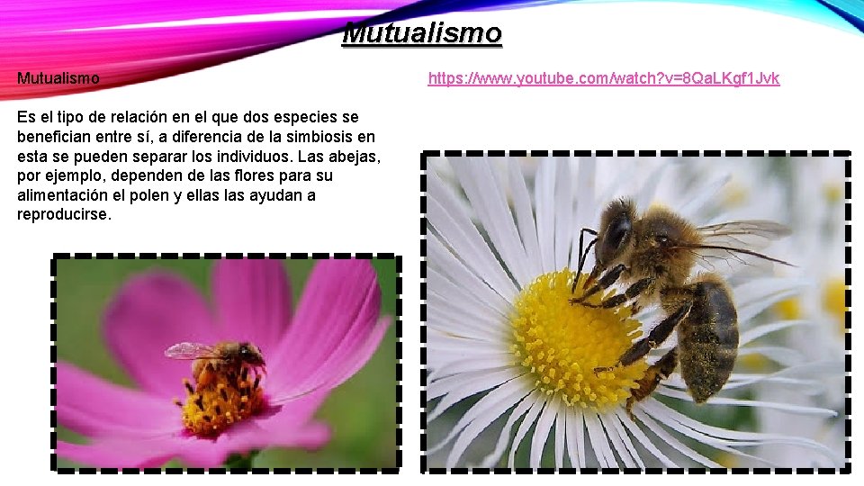 Mutualismo Es el tipo de relación en el que dos especies se benefician entre Mutualismo Es el tipo de relación en el que dos especies se benefician entre