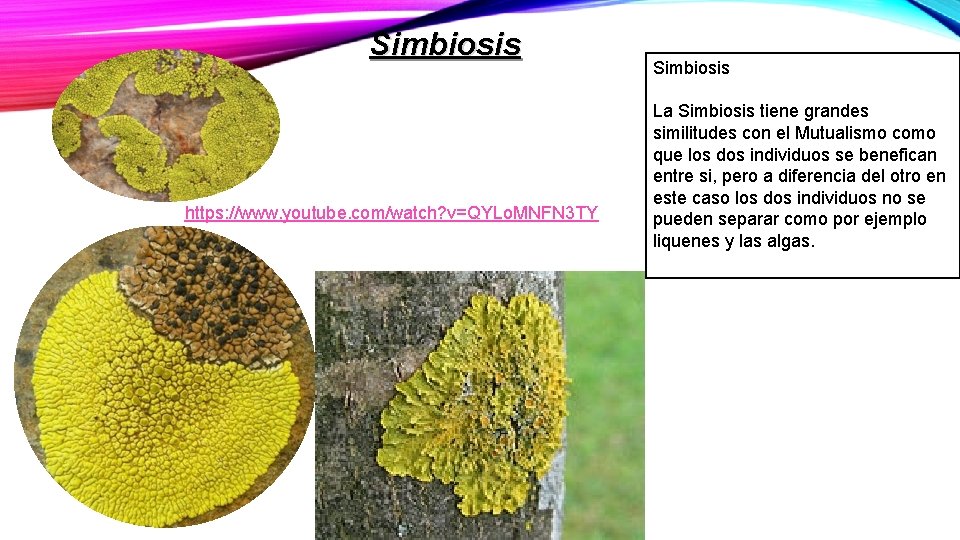 Simbiosis https: //www. youtube. com/watch? v=QYLo. MNFN 3 TY Simbiosis La Simbiosis tiene grandes Simbiosis https: //www. youtube. com/watch? v=QYLo. MNFN 3 TY Simbiosis La Simbiosis tiene grandes