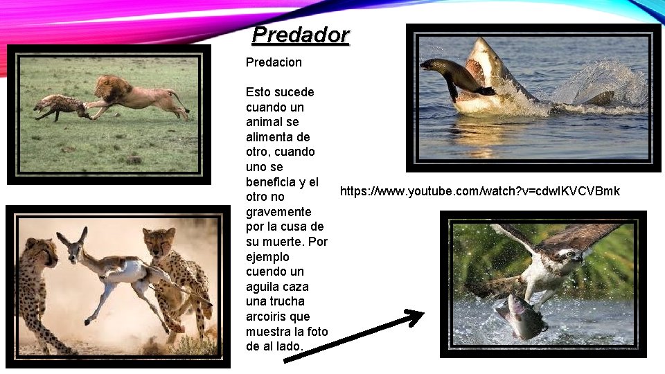 Predador Predacion Esto sucede cuando un animal se alimenta de otro, cuando uno se Predador Predacion Esto sucede cuando un animal se alimenta de otro, cuando uno se