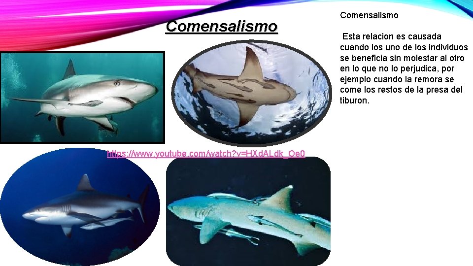 Comensalismo https: //www. youtube. com/watch? v=HXd. ALdk_Oe 0 Comensalismo Esta relacion es causada cuando Comensalismo https: //www. youtube. com/watch? v=HXd. ALdk_Oe 0 Comensalismo Esta relacion es causada cuando