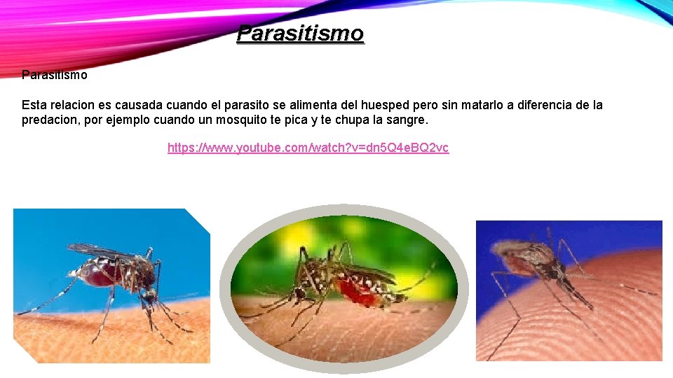 Parasitismo Esta relacion es causada cuando el parasito se alimenta del huesped pero sin Parasitismo Esta relacion es causada cuando el parasito se alimenta del huesped pero sin
