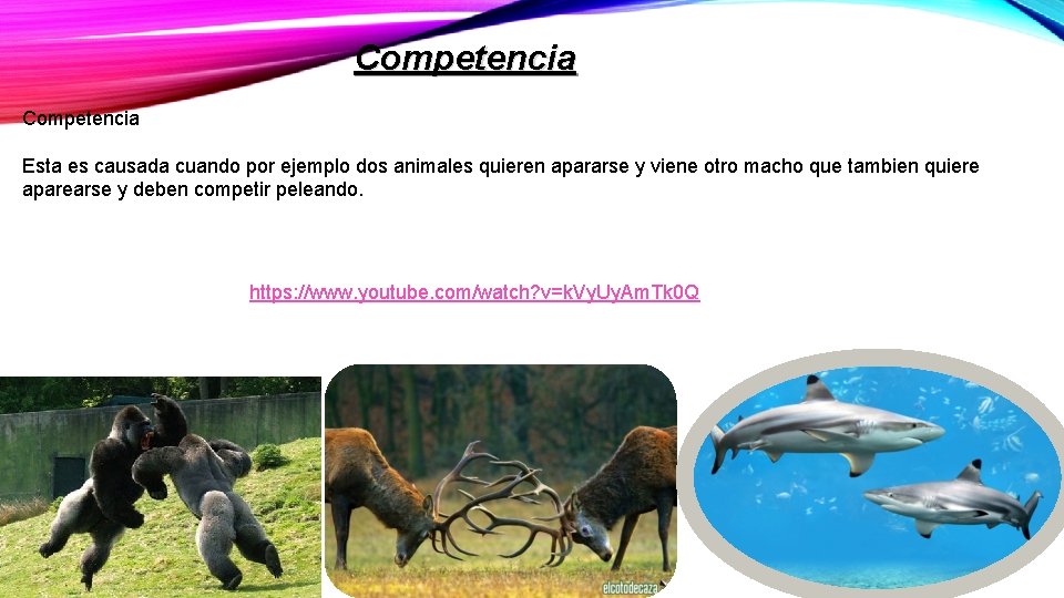 Competencia Esta es causada cuando por ejemplo dos animales quieren apararse y viene otro Competencia Esta es causada cuando por ejemplo dos animales quieren apararse y viene otro