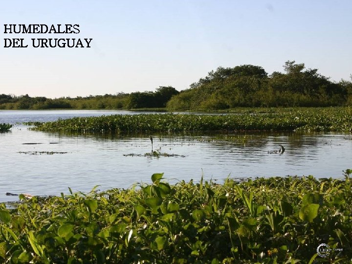 HUMEDALES DEL URUGUAY 