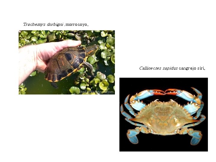 Trachemys dorbigni , morrocoyo. Callinectes sapidus cangrejo siri. 