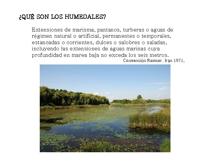 ¿QUÉ SON LOS HUMEDALES? Extensiones de marisma, pantanos, turberas o aguas de régimen natural