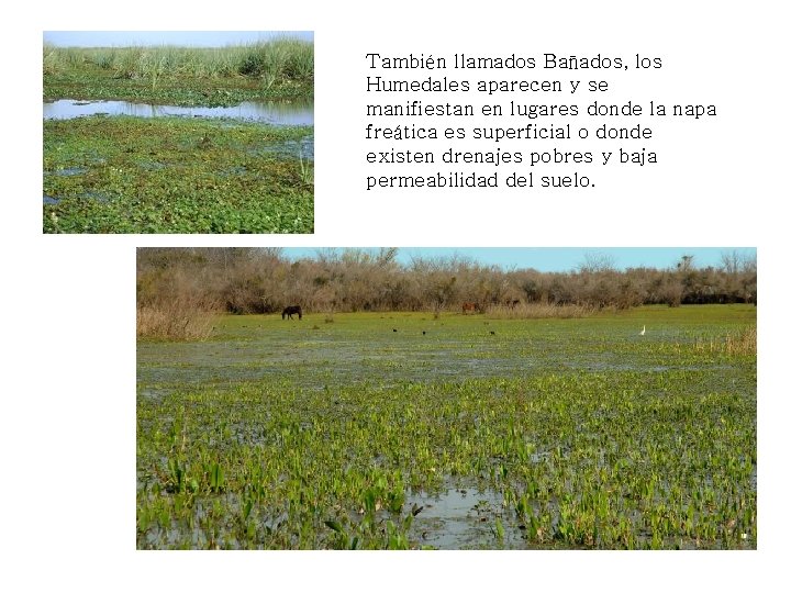 También llamados Bañados, los Humedales aparecen y se manifiestan en lugares donde la napa