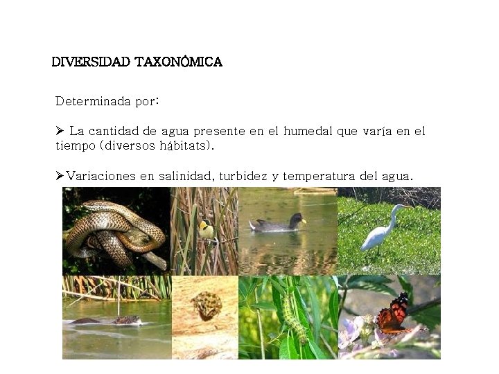 DIVERSIDAD TAXONÓMICA Determinada por: Ø La cantidad de agua presente en el humedal que