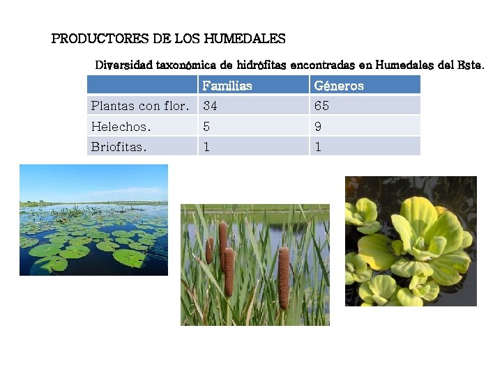 PRODUCTORES DE LOS HUMEDALES Diversidad taxonómica de hidrófitas encontradas en Humedales del Este. Familias