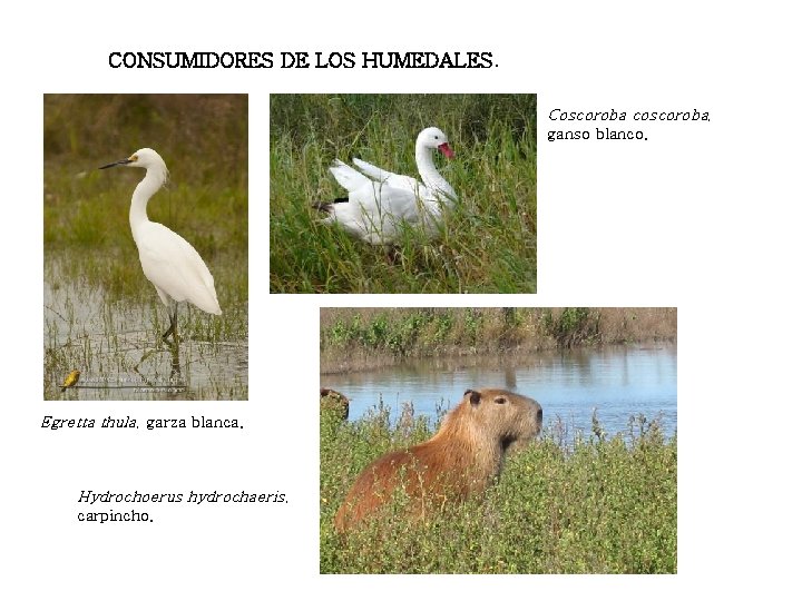 CONSUMIDORES DE LOS HUMEDALES. Coscoroba coscoroba, ganso blanco. Egretta thula, garza blanca. Hydrochoerus hydrochaeris,