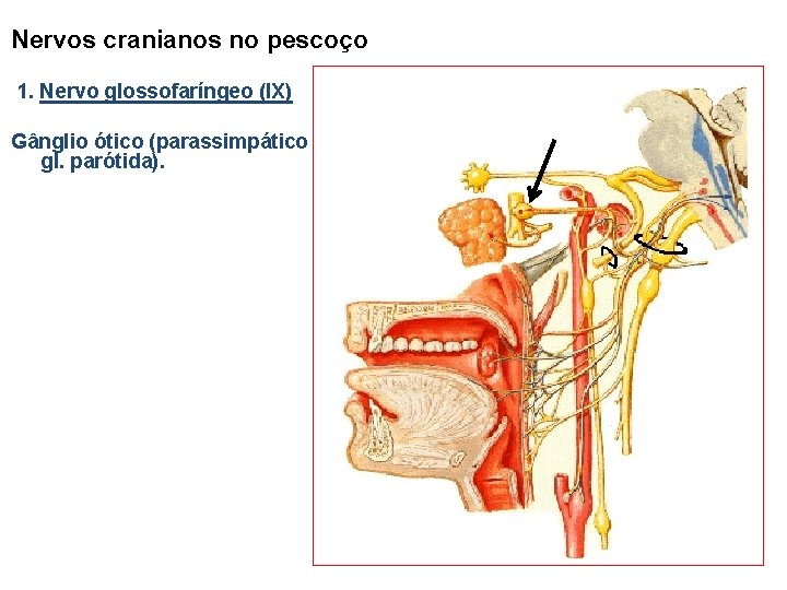 Nervos cranianos no pescoço 1. Nervo glossofaríngeo (IX) Gânglio ótico (parassimpático para a gl.