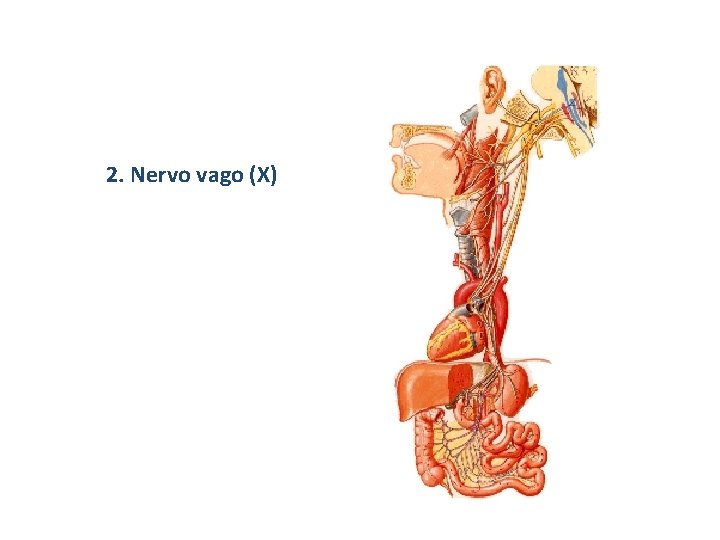 2. Nervo vago (X) 