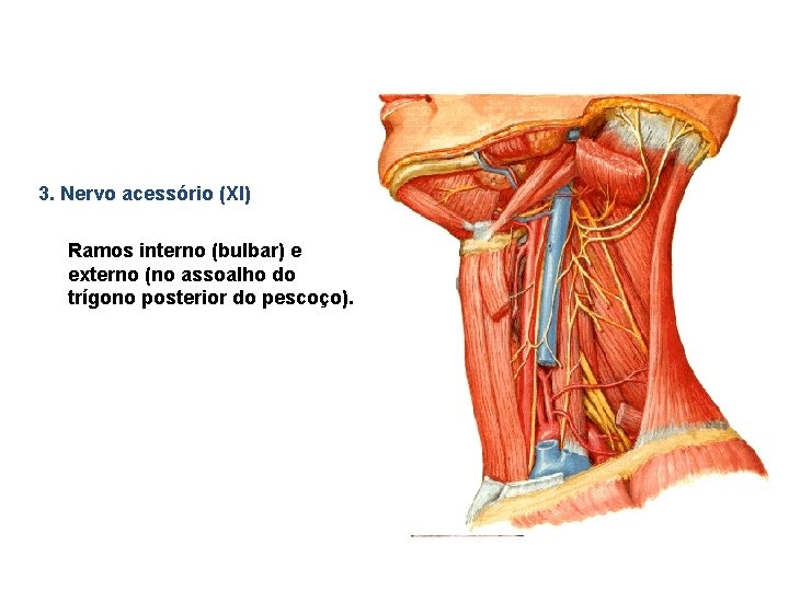 3. Nervo acessório (XI) Ramos interno (bulbar) e externo (no assoalho do trígono posterior