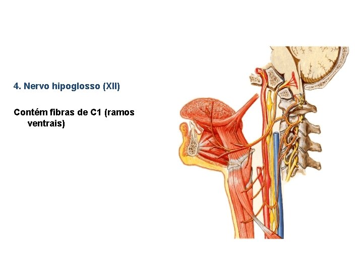 4. Nervo hipoglosso (XII) Contém fibras de C 1 (ramos ventrais) 