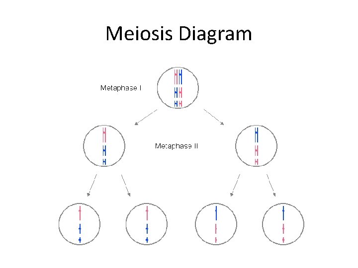 Meiosis Diagram 