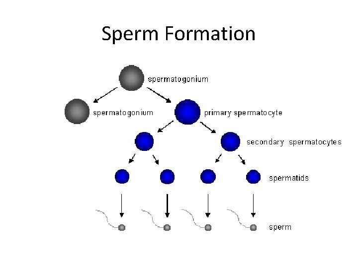 Sperm Formation 