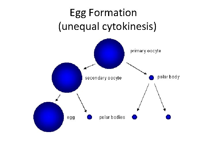 Egg Formation (unequal cytokinesis) 