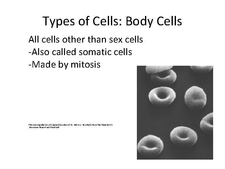 Types of Cells: Body Cells All cells other than sex cells -Also called somatic