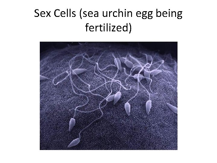 Sex Cells (sea urchin egg being fertilized) 