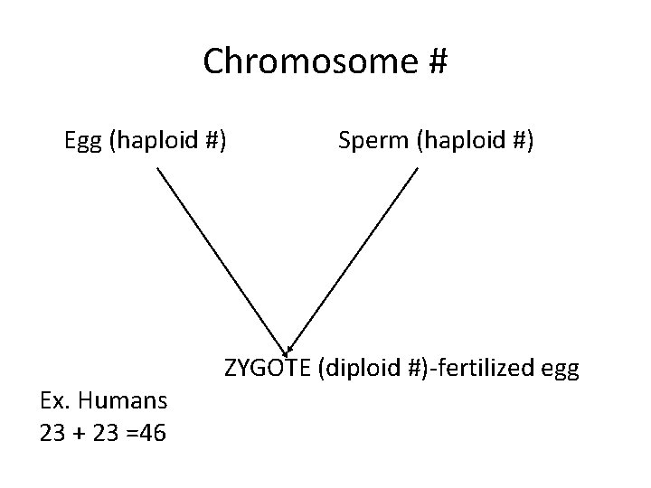 Chromosome # Egg (haploid #) Ex. Humans 23 + 23 =46 Sperm (haploid #)