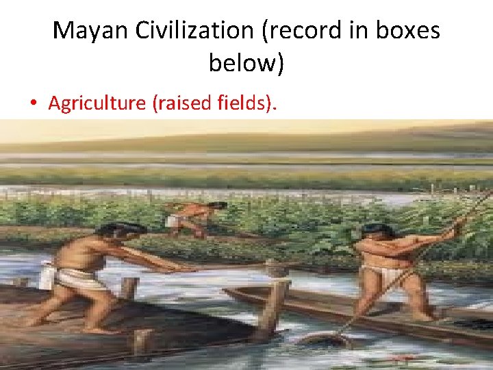 Mayan Civilization (record in boxes below) • Agriculture (raised fields). 