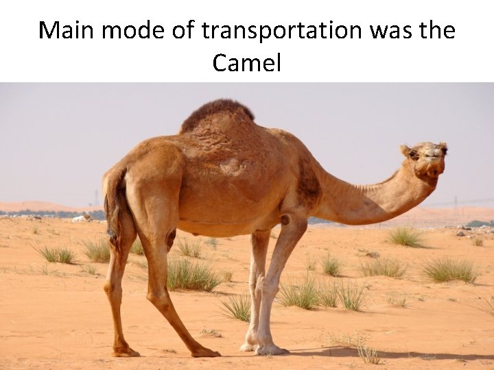 Main mode of transportation was the Camel 