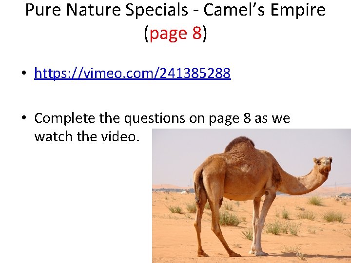 Pure Nature Specials - Camel’s Empire (page 8) • https: //vimeo. com/241385288 • Complete