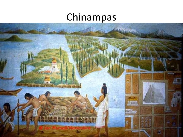 Chinampas 