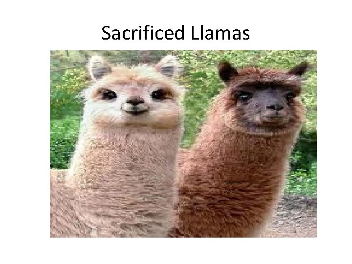 Sacrificed Llamas 