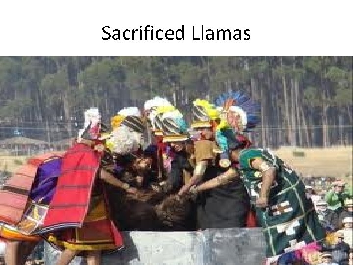 Sacrificed Llamas 