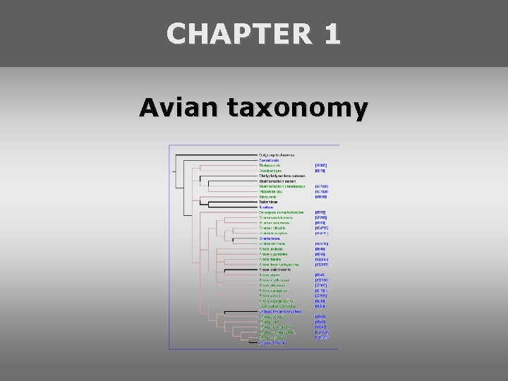 CHAPTER 1 Avian taxonomy 