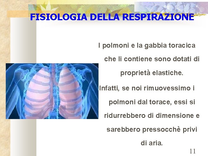 FISIOLOGIA DELLA RESPIRAZIONE I polmoni e la gabbia toracica che li contiene sono dotati