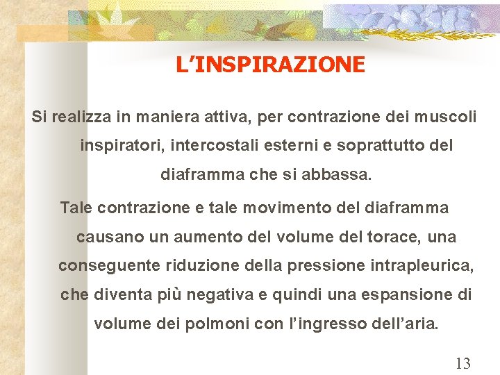 L’INSPIRAZIONE Si realizza in maniera attiva, per contrazione dei muscoli inspiratori, intercostali esterni e