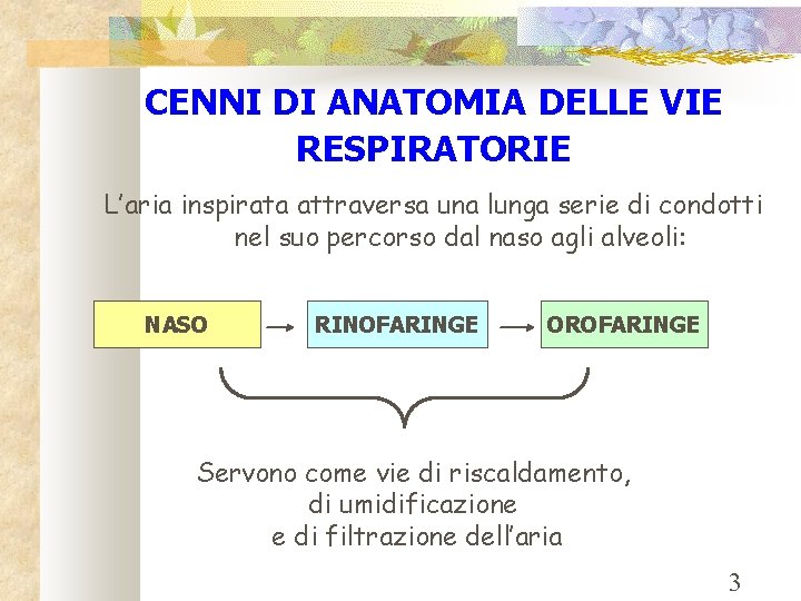 CENNI DI ANATOMIA DELLE VIE RESPIRATORIE L’aria inspirata attraversa una lunga serie di condotti