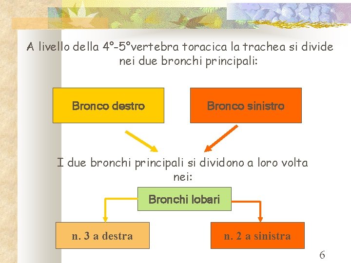 A livello della 4°-5°vertebra toracica la trachea si divide nei due bronchi principali: Bronco