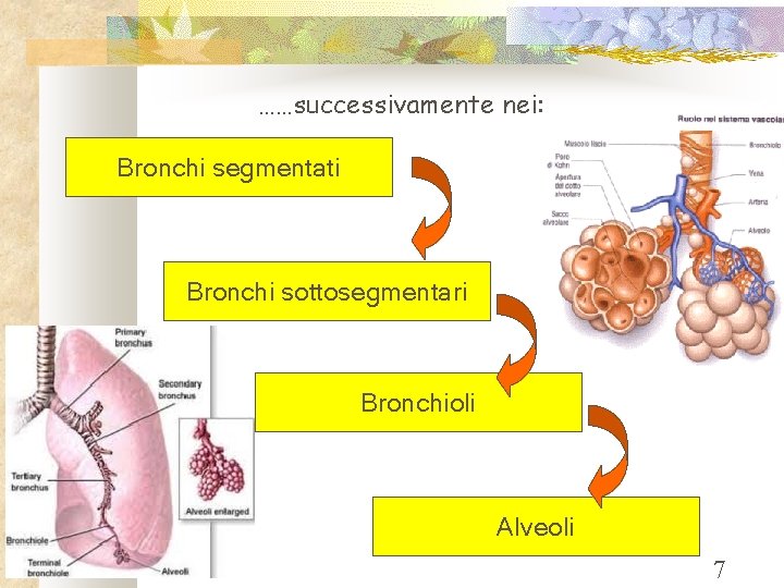 ……successivamente nei: Bronchi segmentati Bronchi sottosegmentari Bronchioli Alveoli 7 