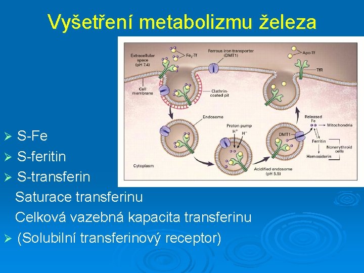 Vyšetření metabolizmu železa S-Fe Ø S-feritin Ø S-transferin Saturace transferinu Celková vazebná kapacita transferinu