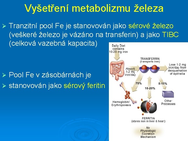 Vyšetření metabolizmu železa Ø Tranzitní pool Fe je stanovován jako sérové železo (veškeré železo