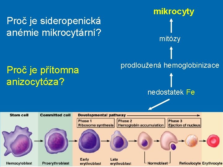 Proč je sideropenická anémie mikrocytární? Proč je přítomna anizocytóza? mikrocyty mitózy prodloužená hemoglobinizace nedostatek