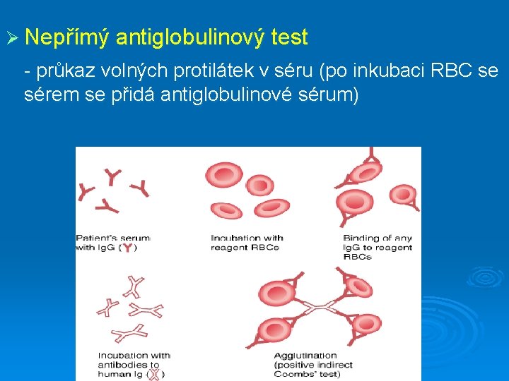 Ø Nepřímý antiglobulinový test - průkaz volných protilátek v séru (po inkubaci RBC se