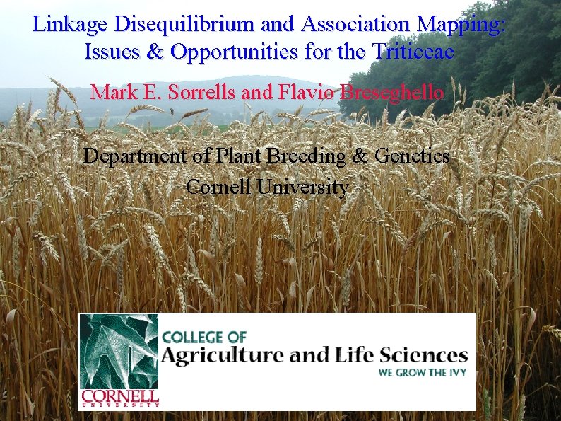 Linkage Disequilibrium and Association Mapping: Issues & Opportunities for the Triticeae Mark E. Sorrells