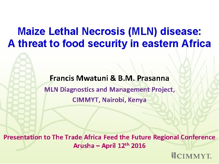 Maize Lethal Necrosis (MLN) disease: A threat to food security in eastern Africa Francis