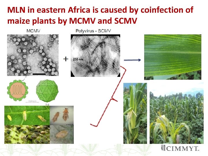 MLN in eastern Africa is caused by coinfection of maize plants by MCMV and