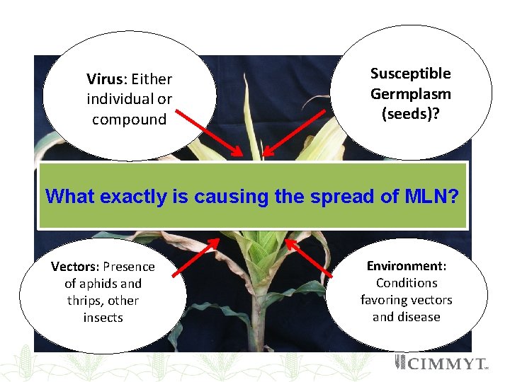 Virus: Either individual or compound Susceptible Germplasm (seeds)? What exactly is causing the spread